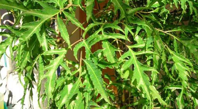 Không có ảnh